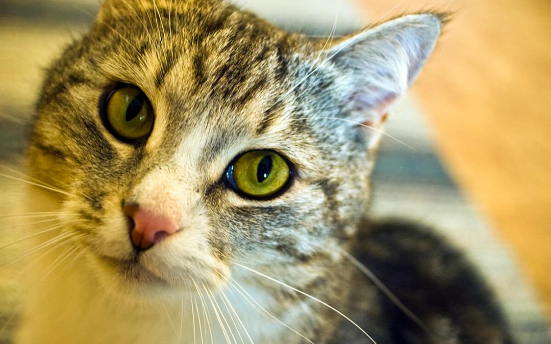 Grieving the Loss of a Pet